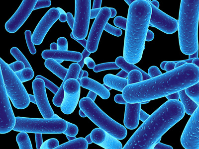 blaue bakterien